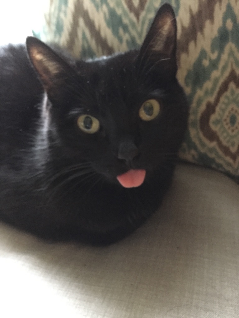 Kohana curled up on the couch with her tongue out